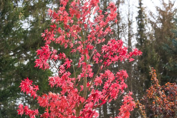 Japanese Maple Planting in Des Moines