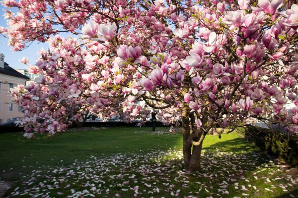 Magnolia Tree Planting in Des Moines
