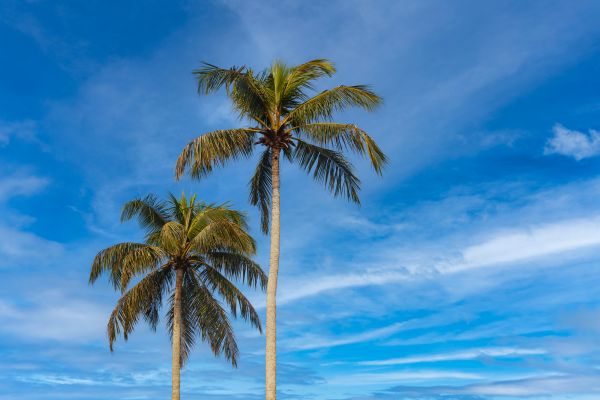 Palm Tree Planting in Des Moines