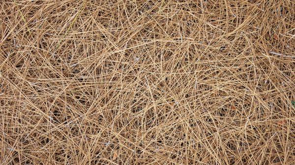 Pine Needles Delivery in Des Moines