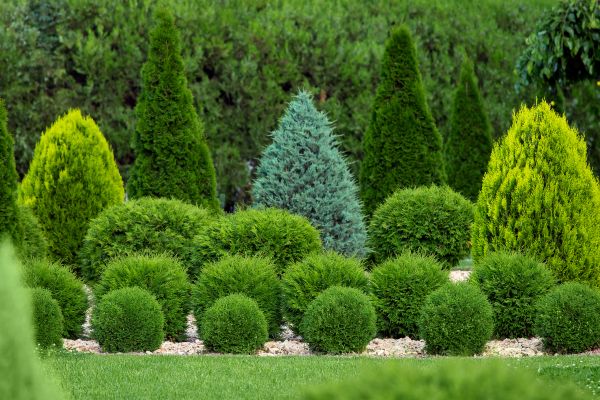 Shrub Installation in Des Moines