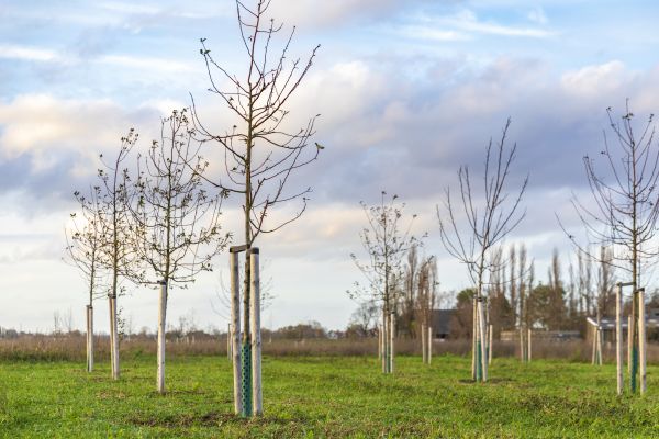 Tree Installation Service in Des Moines