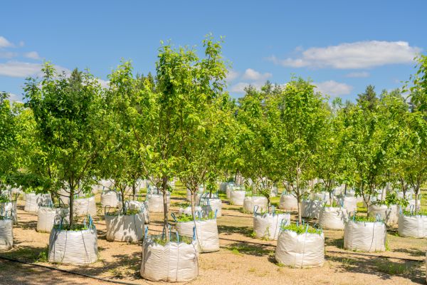 Tree Planting Service in Des Moines