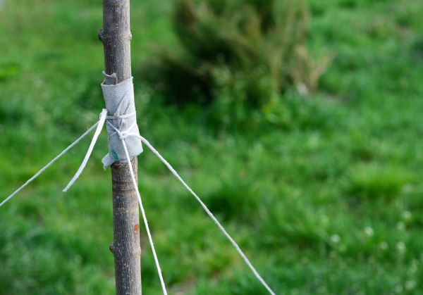 Tree Staking Service in Des Moines