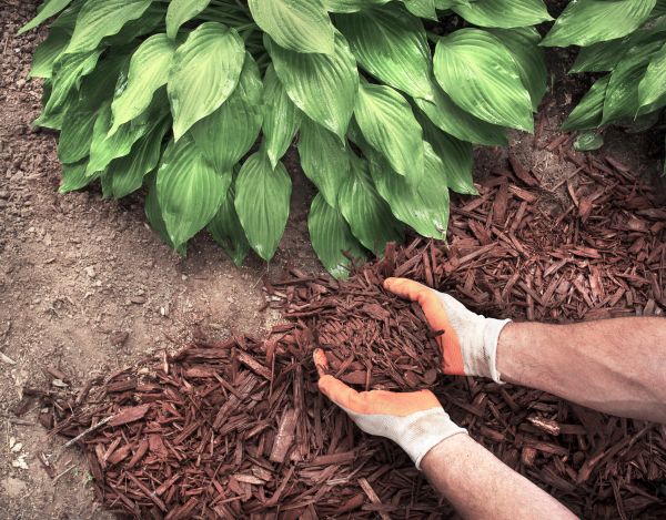 Shredded Mulch Service in Des Moines