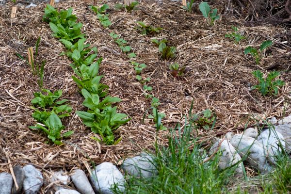 Mulch Service in Des Moines