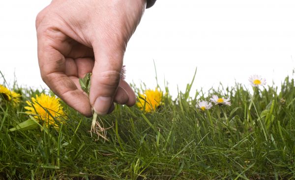 Lawn Weeding in Des Moines