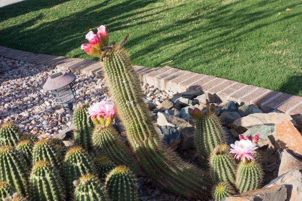Desert Landscaping in Des Moines