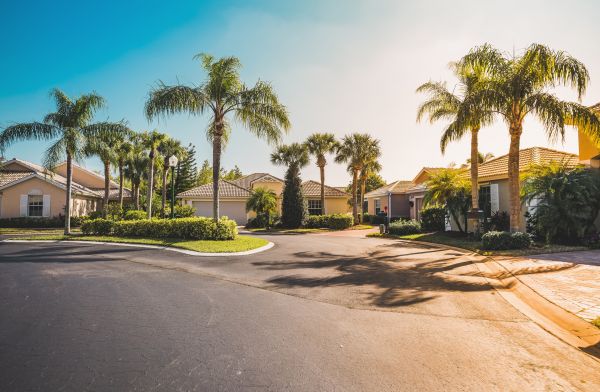 Palm Tree Landscaping in Des Moines