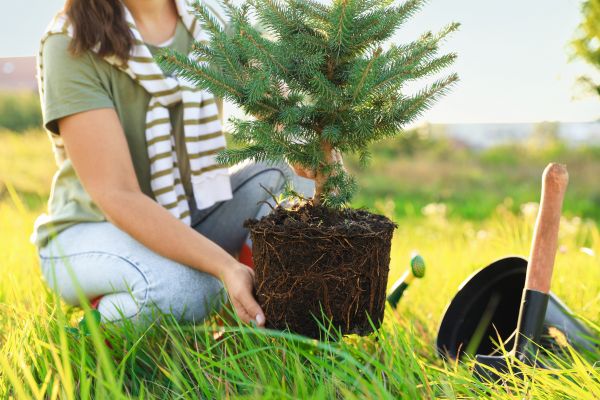 Spruce Tree Planting in Des Moines