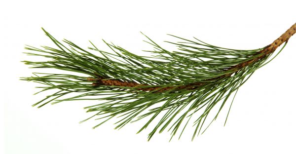 Pine Needles Installation in Des Moines