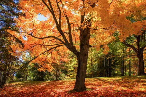 Maple Tree Planting in Des Moines