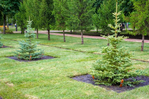 Privacy Trees Planting in Des Moines