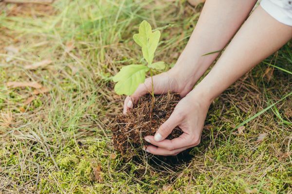 Oak Tree Planting in Des Moines