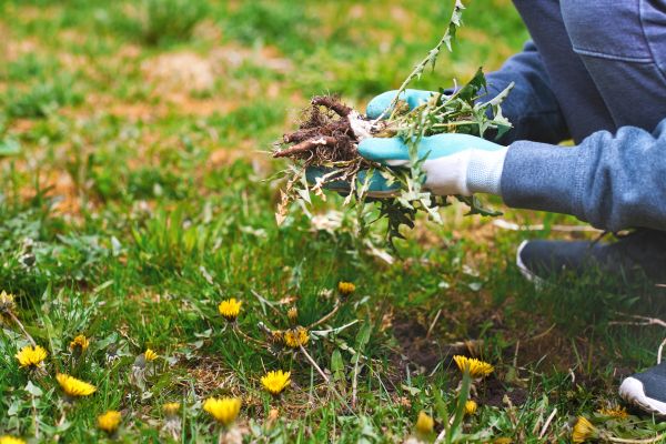 Flower Bed Clearing in Des Moines