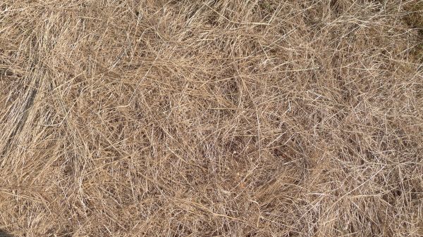 Pine Straw Replacement in Des Moines