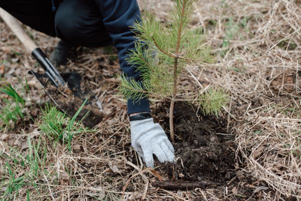 Pine Tree Planting in Des Moines