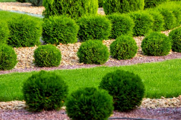 Bush Replacement in Des Moines