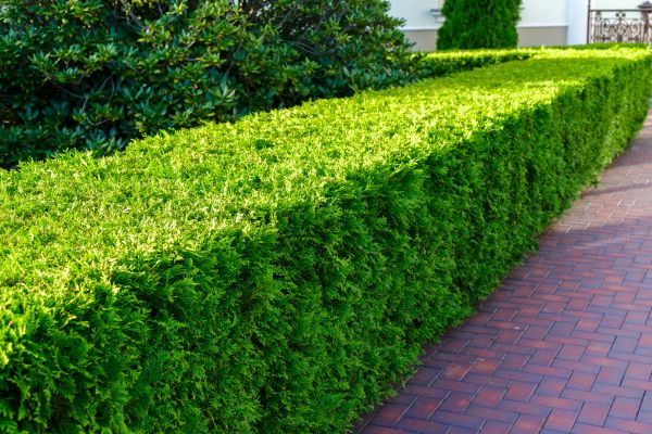 Hedge Installation in Des Moines