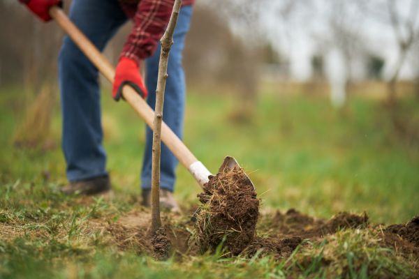Trees Planting in Des Moines