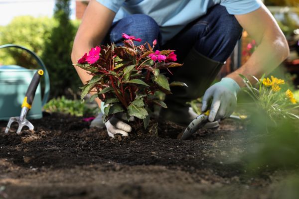 Plant Replacement in Des Moines
