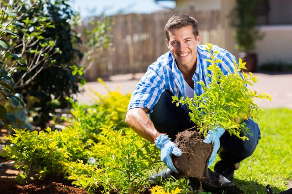 Shrub Landscaping in Des Moines