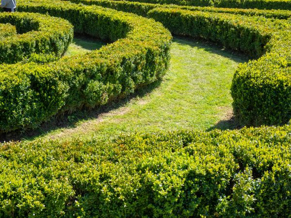 Bush Landscaping in Des Moines