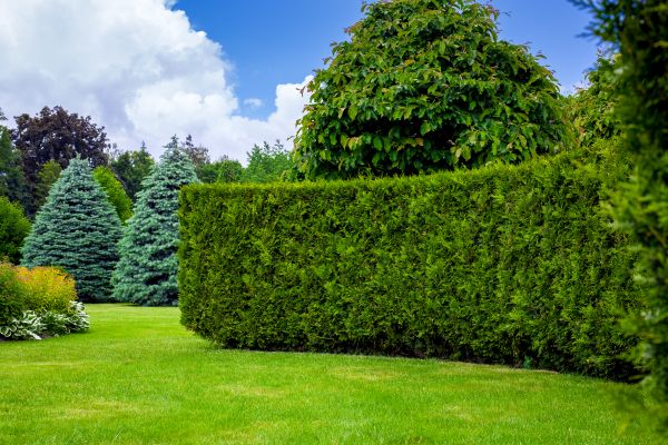 Hedge Landscaping in Des Moines