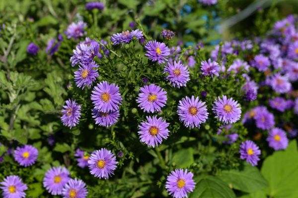 Perennial Flower Planting in Des Moines
