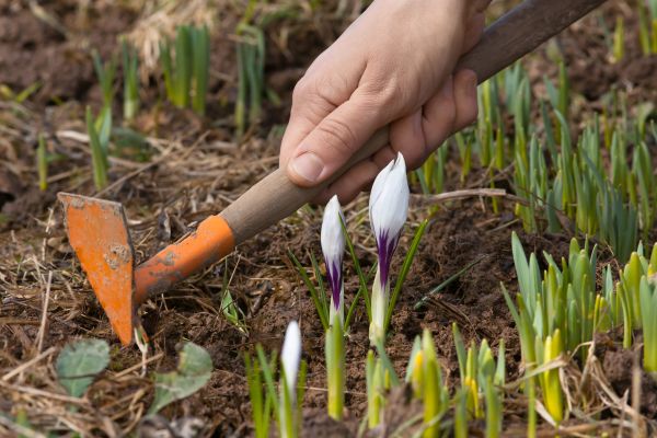 Flower Garden Weeding in Des Moines