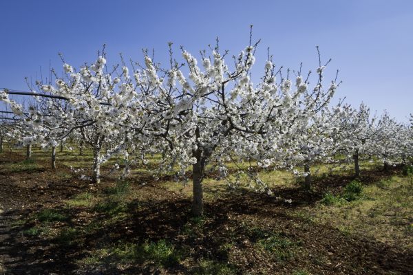 Orchard Planting in Des Moines