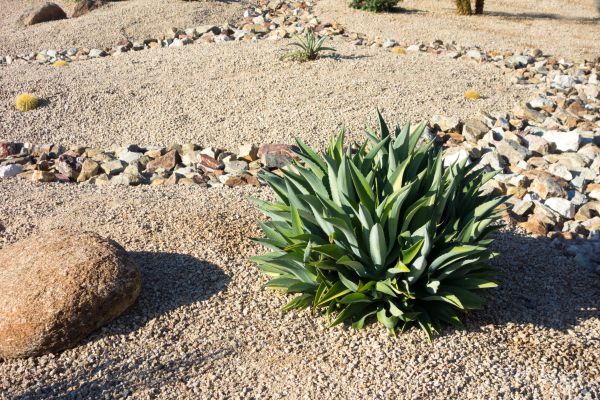 Xeriscaping Service in Des Moines
