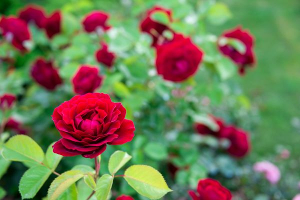 Rose Planting in Des Moines