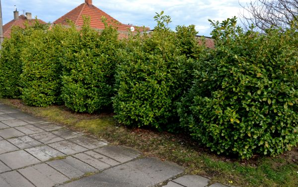 Privacy Shrub Installation in Des Moines
