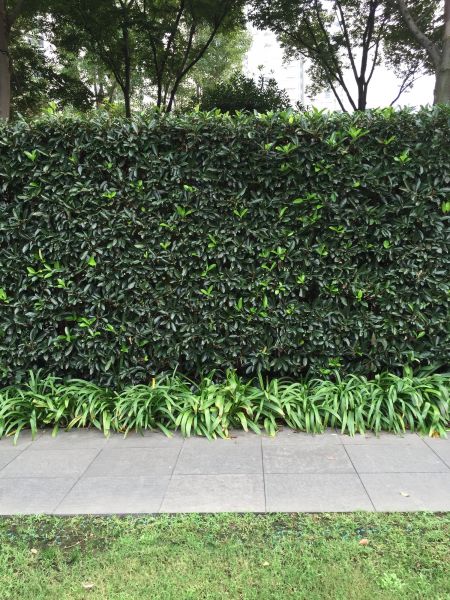 Privacy Shrub Planting in Des Moines
