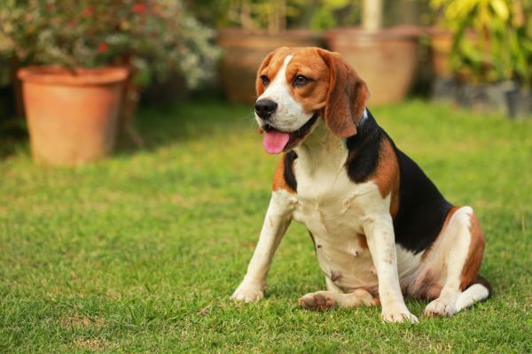 Dog Friendly Landscaping in Des Moines