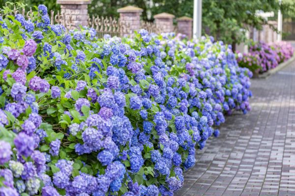 Hydrangea Landscaping in Des Moines