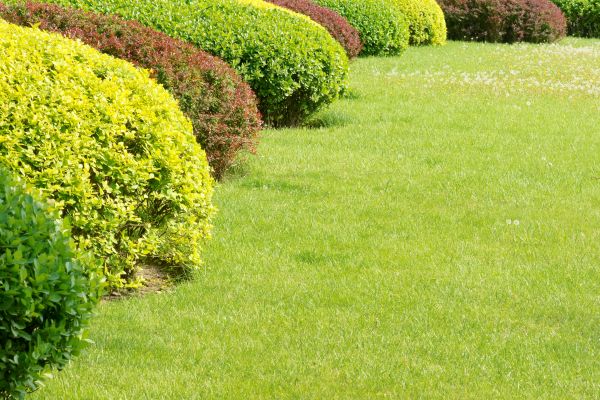 Shrubbery Planting in Des Moines