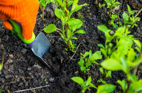 Hydrangea Planting in Des Moines