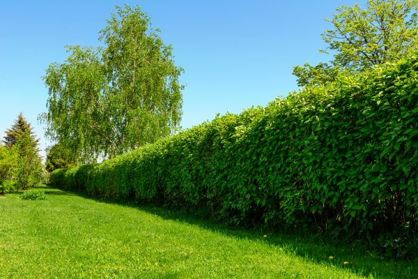 Hedge Replacement in Des Moines