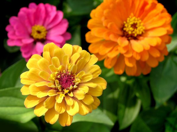 Zinnia Planting in Des Moines