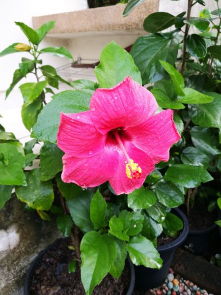 Hibiscus Planting in Des Moines