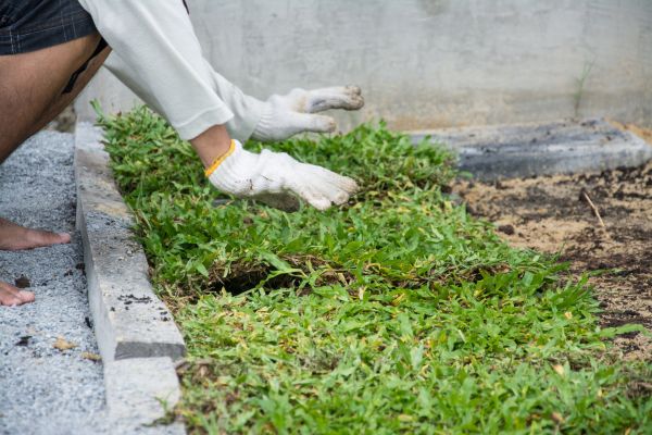 Ground Cover Planting in Des Moines