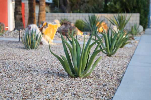 Drought Resistant Landscaping in Des Moines