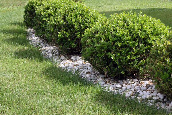 Boxwood Planting in Des Moines