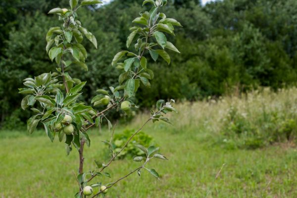 Apple Tree Planting in Des Moines