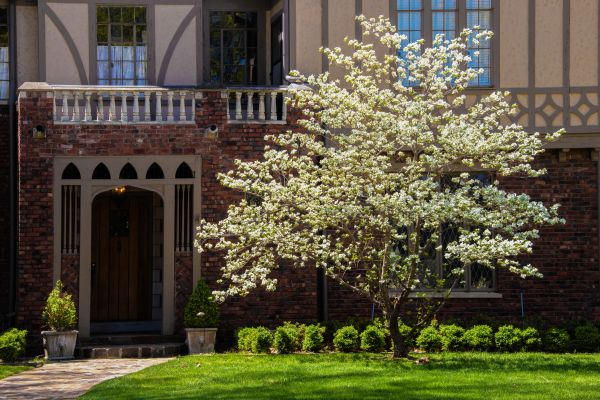 Dogwood Tree Planting in Des Moines